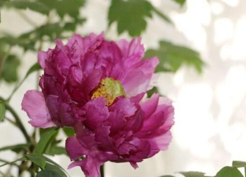 四季牡丹的养殖方法和注意事项