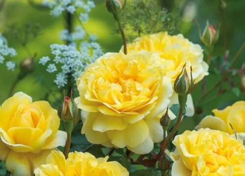 诗人的妻子是藤本还是灌木