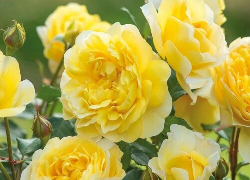 诗人的妻子是藤本还是灌木