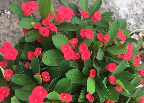 刺梅花家里养风水好吗