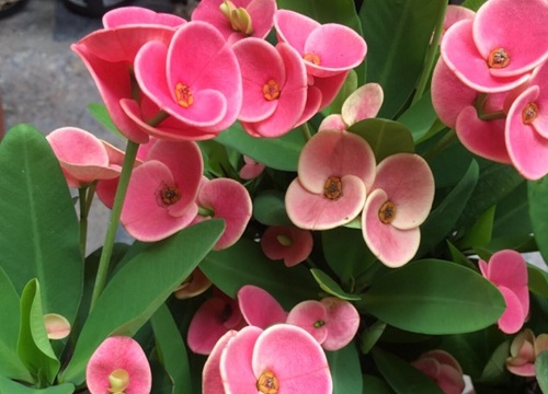 刺梅花家里养风水好吗