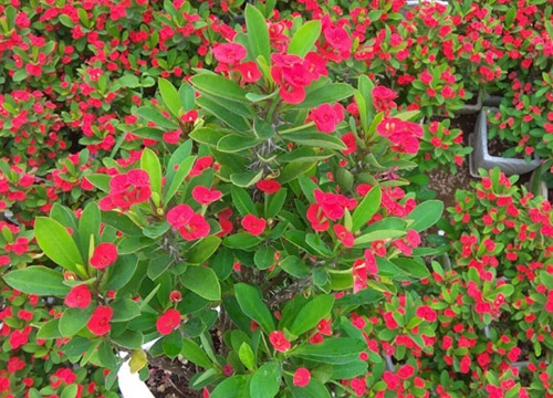 刺梅花家里养风水好吗