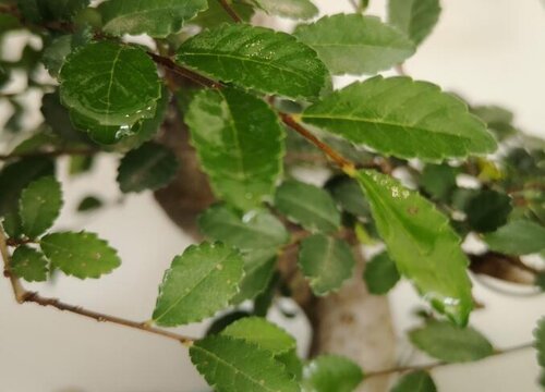 榆树的叶子像什么形状