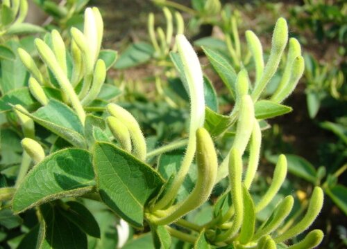 金银花适合种在院子里吗