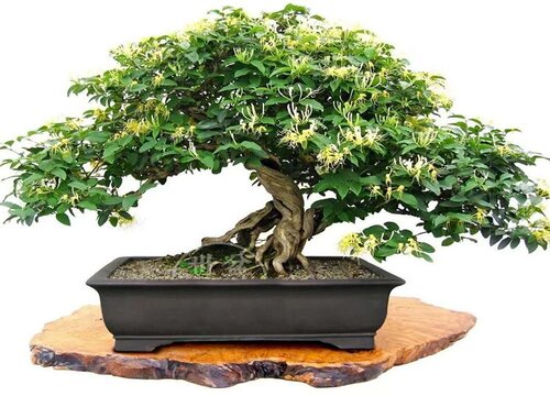 金银花适合种在院子里吗