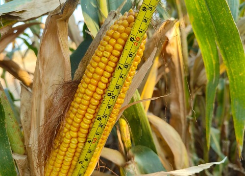 先玉1225玉米品种介绍