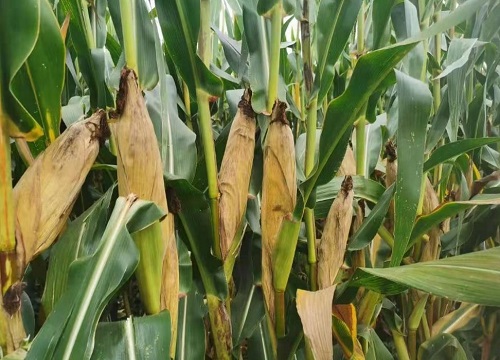 先玉1225玉米品种介绍