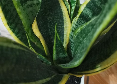 开春如何养虎皮兰能冒大笋芽