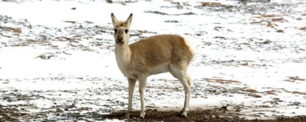 黄羊是几级保护动物
