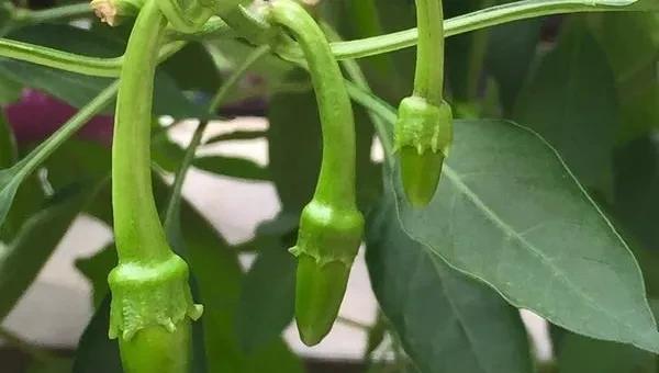 辣椒移栽后用什么肥提苗