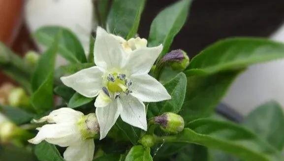 辣椒移栽后用什么肥提苗