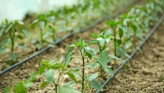 辣椒移栽后用什么肥提苗