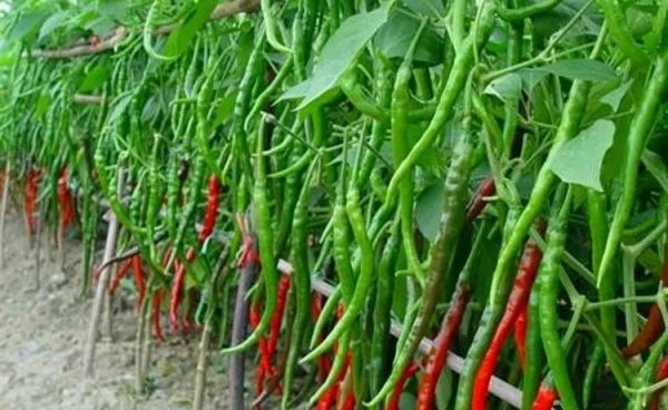 辣椒移栽后用什么肥提苗