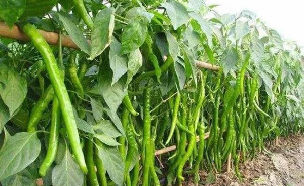 辣椒移栽后用什么肥提苗