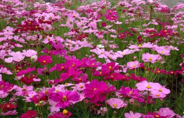 二月份种什么花种子