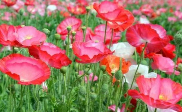 二月份种什么花种子