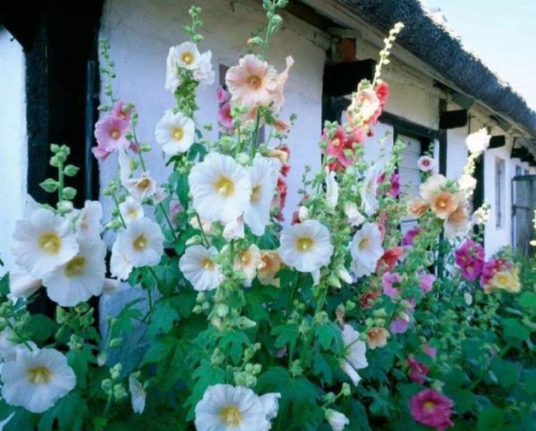 二月份种什么花种子