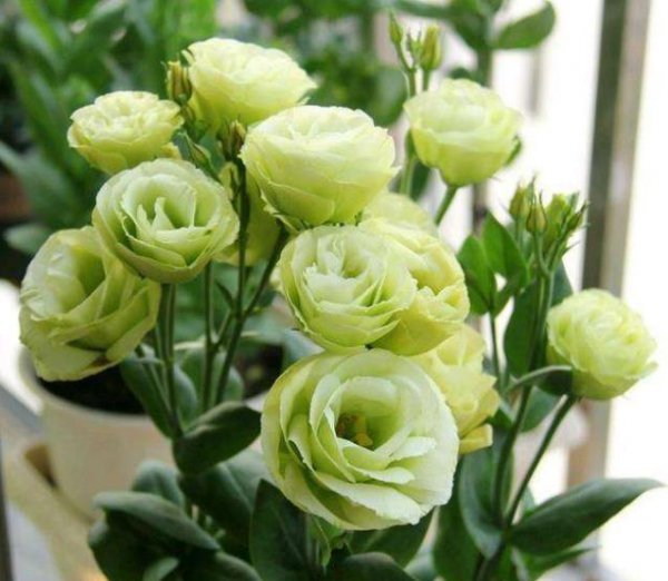 二月份种什么花种子