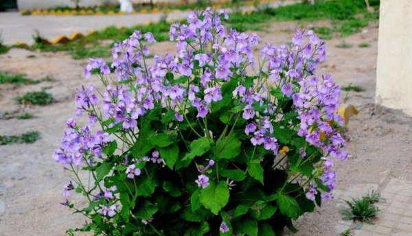 二月份种什么花种子