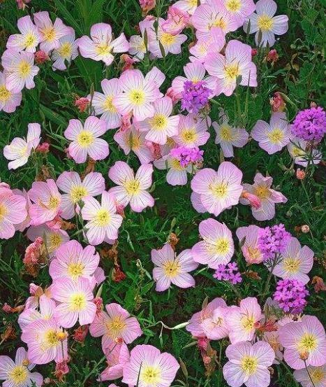 二月份种什么花种子