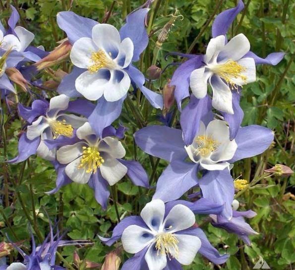 二月份种什么花种子