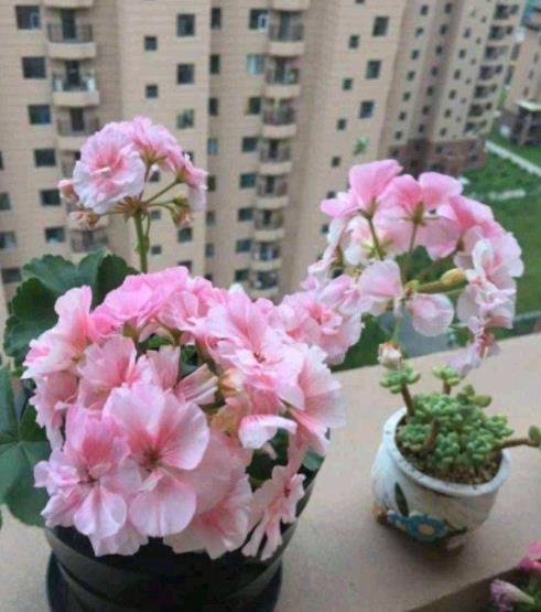 二月份种什么花种子