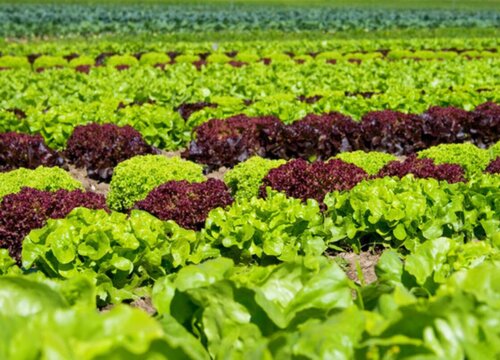 生菜亩产量一般多少斤