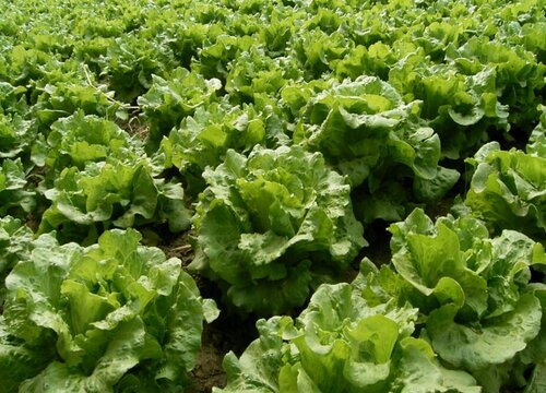 生菜亩产量一般多少斤