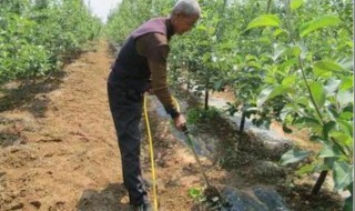 胡麻施肥方法和注意事项 胡麻花的养殖方法是什么