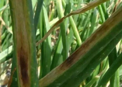 葱种植中常见病害 葱病虫害防治方法与技术措施