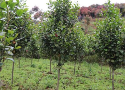 桂皮树值钱 桂皮树值钱吗 市场价格