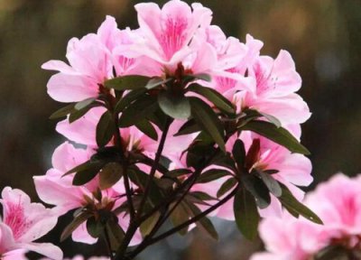 开完花的杜鹃怎么养 怎么养杜鹃花来年花开爆盆很轻松