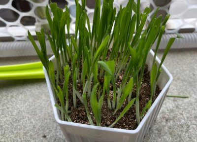 猫薄荷简介 猫薄荷和薄荷的区别