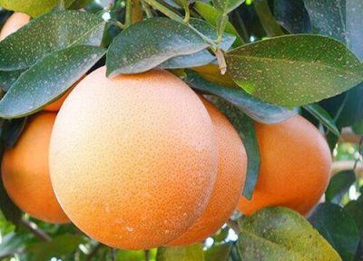 月阳果是什么水果 月阳果属于什么水果