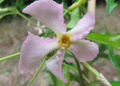 风车茉莉什么时候移栽最好 风车茉莉移栽时间和方法