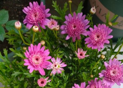 玛格丽特什么时候开花 花期多久时间