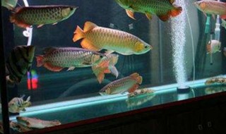 鱼缸每天打氧多久合适 鱼缸打氧时间表简介