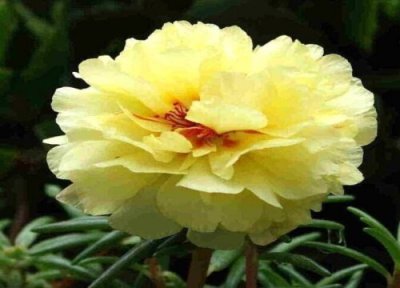 太阳花作用 太阳花有什么作用