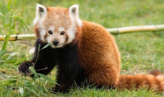 中国特有的动物是什么 中国特有的动物有哪些