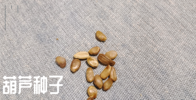 种子发芽需要的三个基本条件 让葫芦种子发芽的最好方法