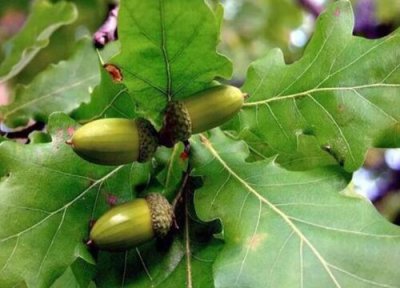 夏栎果实怎么吃 夏栎果实能吃吗