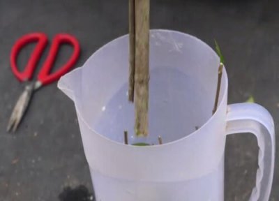 栀子花怎么扦插成活率高 扦插成活的栀子花小苗要怎么样才能长得快