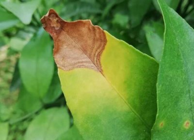 榆树黄叶黄叶掉叶怎么回事 三大掉叶原因及治疗妙招