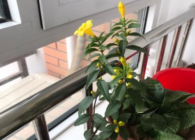 怎样养殖飘香藤 飘香藤夏季如何养殖