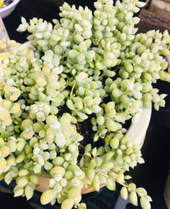 有香味的多肉植物有哪些 常见香味多肉叫什么名字