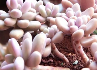 多肉桃蛋生长习性 多肉桃蛋的养殖方法和注意事项有哪些