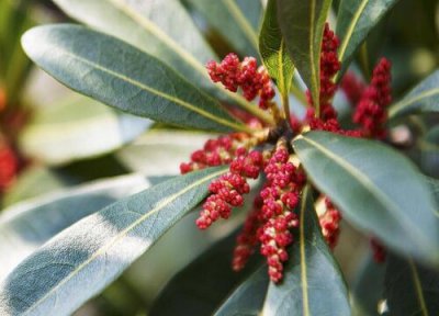 杨梅什么时候开花 开花时间是几月份