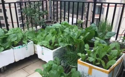 泡沫箱子可以种菜吗 用泡沫箱栽的菜能吃吗有毒吗