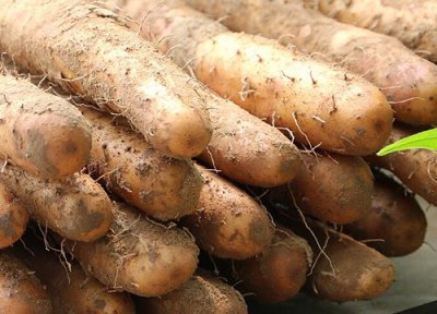 根类蔬菜有哪些种类 属于根菜类的蔬菜品种