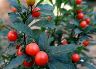 珊瑚樱果子怎么吃 珊瑚樱果子能吃吗